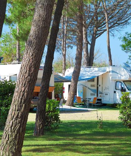 RVs parked in a campsite among the trees.